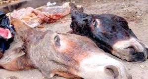 Affaire des 03 tonnes de viande de baudets saisie à El Karma – Des peines de 4 et 5 ans de prison ferme prononcées