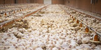 Ain Témouchent – SENSIBILISATION DES ELEVEURS DE VOLAILLE Installation de cellules de contrôle et suivi de protection du bétail