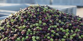 Ain Temouchent – PRODUCTION OLEICOLE Une baisse de 65% et des appréhensions