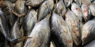 Aïn Témouchent – Près de 1,5 million d’euros d’exportation de poissons en 2022