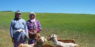Bejaia – Des modules caprins au bénéfice de plusieurs femmes rurales