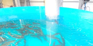 Ain Temouchent – ZONE D’EXPANSION AQUACOLE A S’BIAT – Mise en exploitation de 08 unités