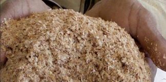 Mascara: saisie de 158 qx de son destinés à la spéculation