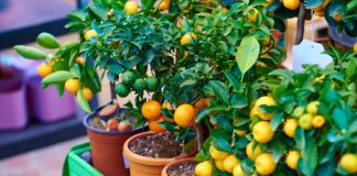 AIN DEFLA – Distribution prochaine de 43.000 plants d’arbres fruitiers