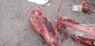 A QUELQUES JOURS DU MOIS DE RAMADHAN- Macabre découverte d’ossements d’ânes au quartier Les Planteurs