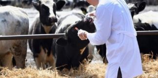 Constantine – Vaccination de plus de 17.800 bovins contre la rage