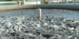 El Tarf – Vers la création d’un pôle aquacole dans la commune de Ben M’hidi