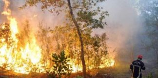 Médéa – Incendie dans la forêt de Tablat