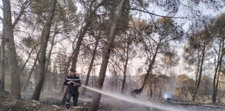Sidi Bel Abbes: plus de 28 hectares de forêts ravagés par le feu à Ain El Berd