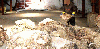 Les centres de recyclage mobilisés les jours de l’Aïd – Collecte et transfert de plus de 63 tonnes de toisons vers les unités de transformation du cuir
