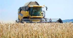 M’sila – Augmentation prochaine des superficies vouées aux semences de céréales