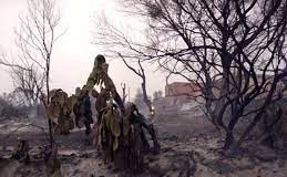 Bouira – Les derniers incendies ont endommagés plus de 250 habitations