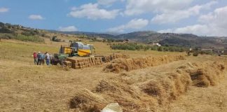 Mila: Les agriculteurs sinistrés par les chutes de grêles et incendies indemnisés