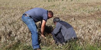 Ouargla – Des agriculteurs sinistrés suite aux vents violents indemnisés