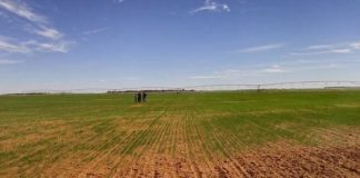 Batna – Récupération de plus de 2.000 hectares non exploités