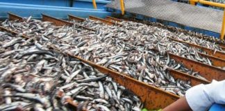Exportation des produits de la pêche vers les pays africains – Plus de 35 millions de dollars attendus en 2023