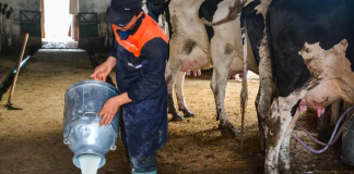 Oum El-Bouaghi – Pus de 17 millions de litres de lait collectés en 9 mois