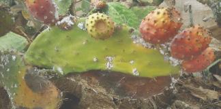 Ain Temouchent- La cochenille du cactus revient au galop et cause des ravages dans la région d’Oulhaça