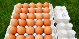 Ain Temouchent – Une unité de recyclage du papier pour la fabrication de plateaux d’alvéoles pour œufs