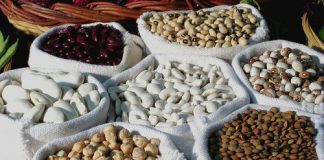 Guelma – 5.300 ha consacré aux légumes secs