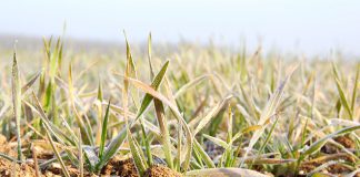 Ain Temouchent – La gelée noire frappe les semis de céréales précoces