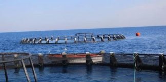 Boumerdes – Plus de 350.000 alevins de poissons en cages flottantes seront ensemencés