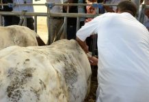 Constantine – Vaccination contre la fièvre aphteuse – Mobilisées de plusieurs milliers de doses à l’Est du pays