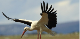 Ain Temouchent – Des oiseaux avifaunes, aquatiques et nicheurs prospectés à l’île de Rechgoun