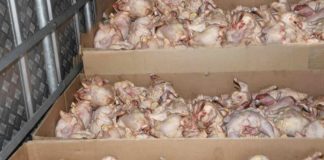 Bouira – Plus de 3 quintaux de viandes blanches impropres à la consommation saisis