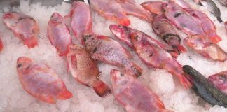 Chlef – Début de commercialisation de la daurade et du tilapia à des prix concurrentiels
