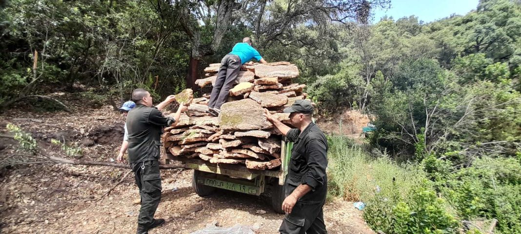 05 - Une baisse de prés de 50% de la production du liège en 2023