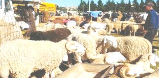 En prévision de l’Aïd El Adha – 26 vétérinaires mobilisés pour surveiller la vente de bétail