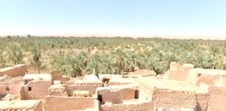 Ouargla – 14.500 exploitations agricoles et d’élevage recensées