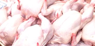 Jijel – Début de commercialisation de plus de 200 tonnes de poulet