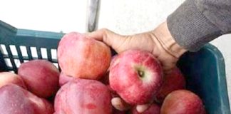 Khenchela – Le marché de gros des pommes de Bouhamama bientôt mis en service