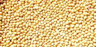 Ghana – Le gouvernement interdit l’exportation de céréales et du soja