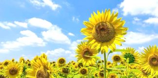 El-Meniaa – Résultats encourageants dans la culture du tournesol