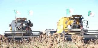 Oued Tlelat – Une première récolte de tournesol avec un rendement de 20 q /hectare