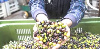Médéa – Production attendue de plus de 33 mille quintaux d’olives