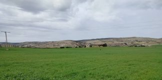 Agriculture et risques climatiques: Entre suivi des cultures et défi de l’assurance