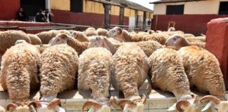 Tindouf: Ouverture d’un nouvel espace pour la vente de bétail