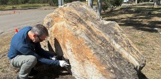 Australie: Des empreintes de dinosaure retrouvées dans une école