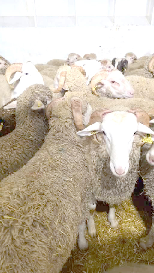 02 - Le travail anticipatif est le secret du succès de l’accueil de la quatrième cargaison de moutons importés au port d’Oran