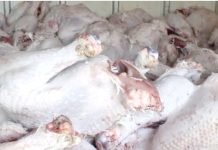 Un entrepôt clandestin de viande blanche démantelé par la Gendarmerie