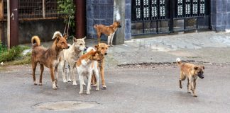 Vaste campagne de lutte contre le danger canin: 137 chiens errants capturés