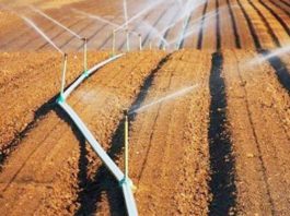 Ain Defla: 4,7 millions m3 d’eau mobilisés pour l’irrigation d’appoint des céréales