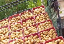 M’Sila: Mise sur le marché de 2.000 quintaux de pommes de terre pour stabiliser les prix