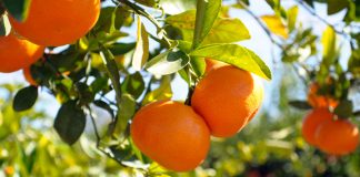 Chlef: Production de plus d’1,4 million de quintaux d’agrumes