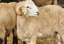 Est du pays: Des mesures prises pour organiser la vente des moutons en prévision de l’Aid-El Adha