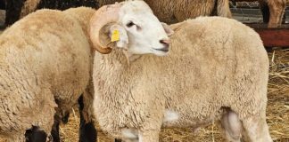 Est du pays: Des mesures prises pour organiser la vente des moutons en prévision de l’Aid-El Adha